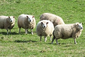 Photo de mouton